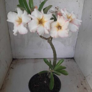 Planta Simples 2235 – 30cm – 02 anos