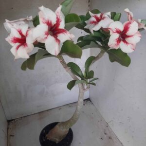 Planta Simples 2236 – 35cm – 03 anos