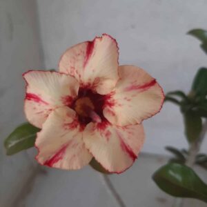 Planta Simples 2237 – 30cm – 02 anos