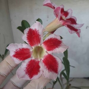 Planta Simples 2238 – 35cm – 03 anos