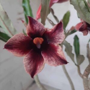 Planta Simples 2239 – 35cm – 03 anos
