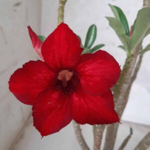 Planta Simples 2243 – 30cm – 02 anos