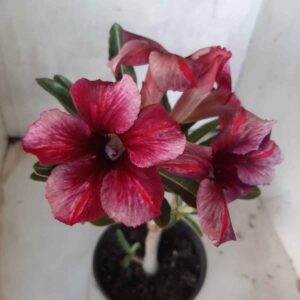 Planta Simples 2248 – 30cm – 02 anos