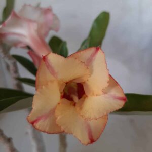 Planta Simples 2249 – 30cm – 03 anos