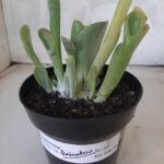 Suculenta Kalanchoe "Oricula" Nº 30 - Vaso 15