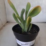 Suculenta Kalanchoe "Oricula" Nº 31 - Vaso 15