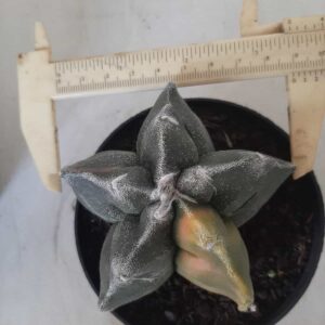 ASTROPHYTUM cv KIKKO - CELIA CRISTINA DUARTE STARLING