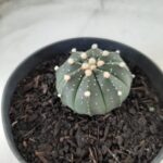 ASTROPHYTUM ASTERIAS Nº 489 – vaso 11