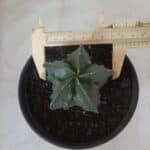 ASTROPHYTUM MYRIOSTIGMA cv FUKURYU Nudum  Nº 572 – vaso 15