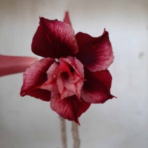 Planta Dobrada 2275 – 25cm – 02 anos