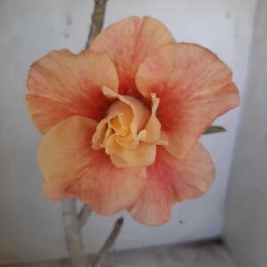 Planta Dobrada 2295 – 30cm – 02 anos