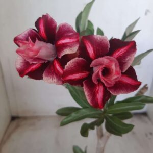 Planta Dobrada 2296 – 30cm – 02 anos