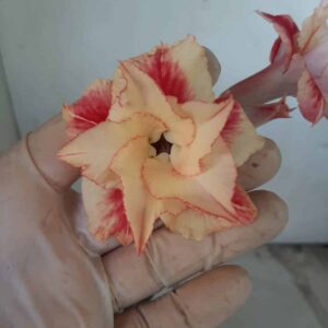 Planta Dobrada 2298 – 30cm – 02 anos