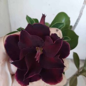 Planta Dobrada 2299 – 30cm – 02 anos