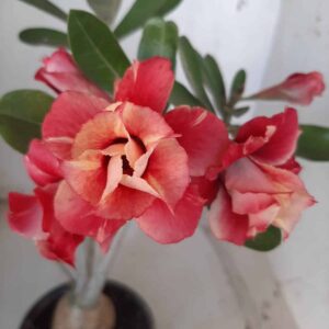 Planta Dobrada 2300 – 30cm – 03 anos