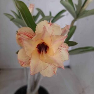 Planta Dobrada 2302 – 30cm – 02 anos