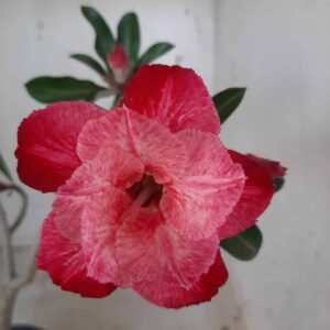 Planta Dobrada 2303 – 30cm – 02 anos