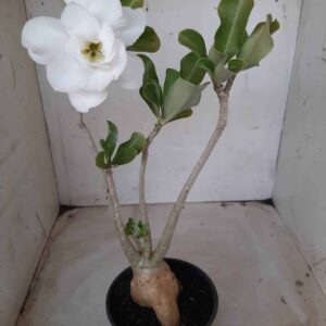 Planta Dobrada 2304 – 35cm – 03 anos