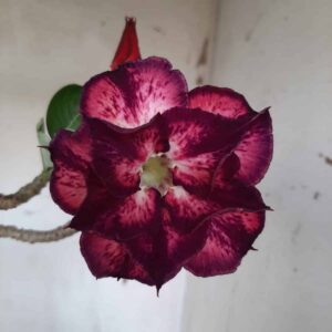 Planta Dobrada 2305 – 35cm – 03 anos