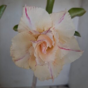 Planta Dobrada 2306 – 30cm – 02 anos