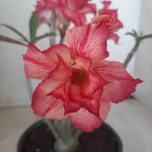 Planta Dobrada 2309 – 25cm – 02 anos