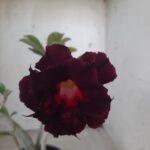 Planta Dobrada 2314 – 30cm – 02 anos