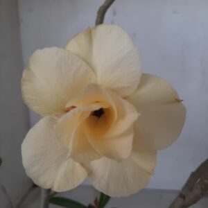 Planta Dobrada 2316 – 30cm – 02 anos