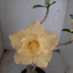Planta Dobrada 2318 – 30cm – 03 anos