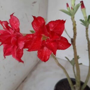Planta Dobrada 2320 – 30cm – 02 anos