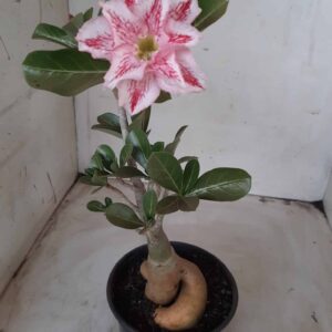 Planta Dobrada 2321 – 30cm – 03 anos