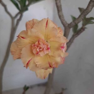 Planta Dobrada 2323 – 40cm – 03 anos