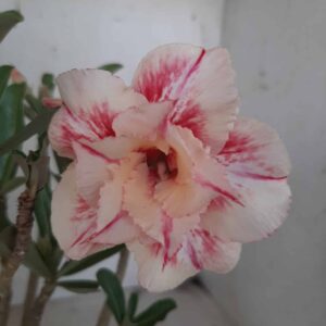 Planta Dobrada 2324 – 30cm – 02 anos