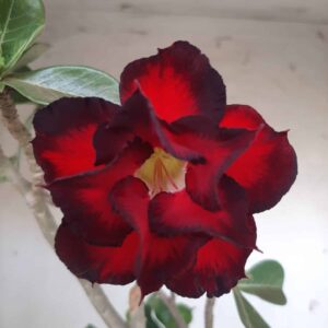 Planta Dobrada 2325 – 40cm – 03 anos