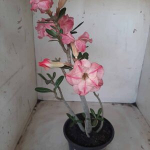 Planta Dobrada 2327 – 30cm – 02 anos