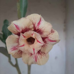 Planta Dobrada 2329 – 30cm – 01 ano