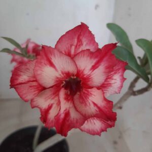 Planta Dobrada 2330 – 30cm – 02 anos