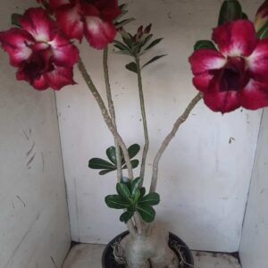 Planta Dobrada 2335 – 50cm – 05 anos