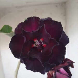 Planta Dobrada 2336 – 30cm – 02 anos