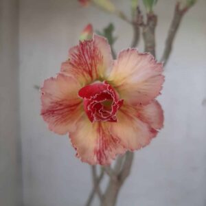 Planta Dobrada 2337 – 30cm – 02 anos