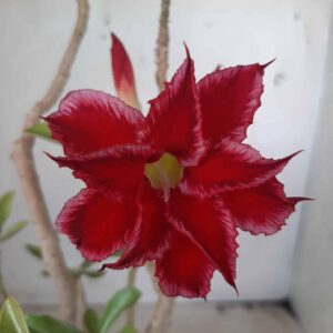 Planta Dobrada 2338 – 30cm – 02 anos
