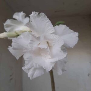 Planta Dobrada 2339 – 30cm – 02 anos