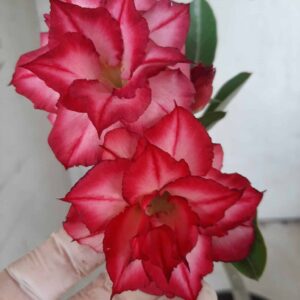Planta Dobrada 2341 – 30cm – 01 ano