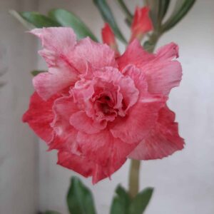 Planta Dobrada 2358 – 30cm – 02 anos