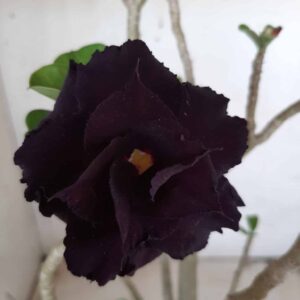 Planta Dobrada 2359 – 45cm – 04 anos