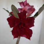 Planta Dobrada 2360 – 30cm – 01 ano