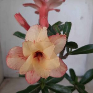 Planta Dobrada 2361 – 30cm – 02 anos