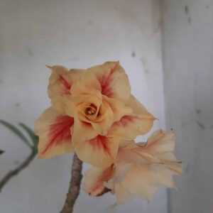 Planta Dobrada 2363 – 45cm – 04 anos