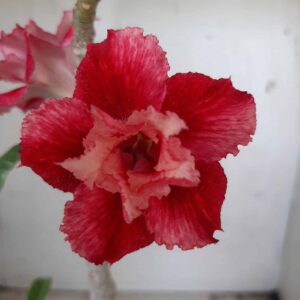 Planta Dobrada 2364 – 30cm – 02 anos