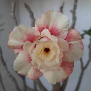 Planta Dobrada 2367 – 30cm – 03 anos
