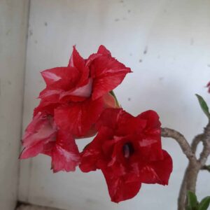 Planta Dobrada 2369 – 30cm – 02 anos